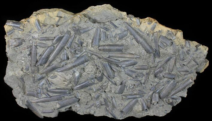 Wide Belemnite Graveyard With Over Belemnites #50953